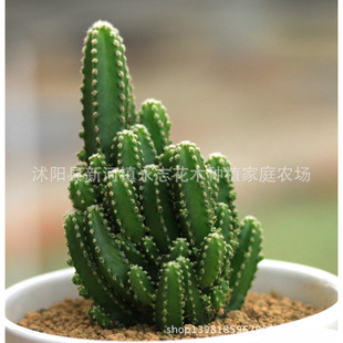 仙人山又名万重山 山影拳 多肉多浆植物