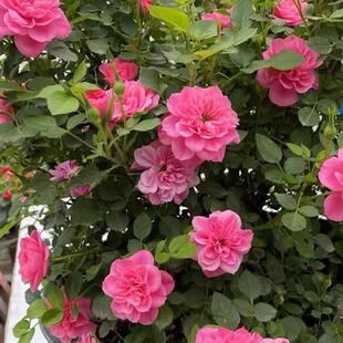 心上人  月季扦插花苗阳台庭院盆栽微型丰花多季开花绿植物花卉