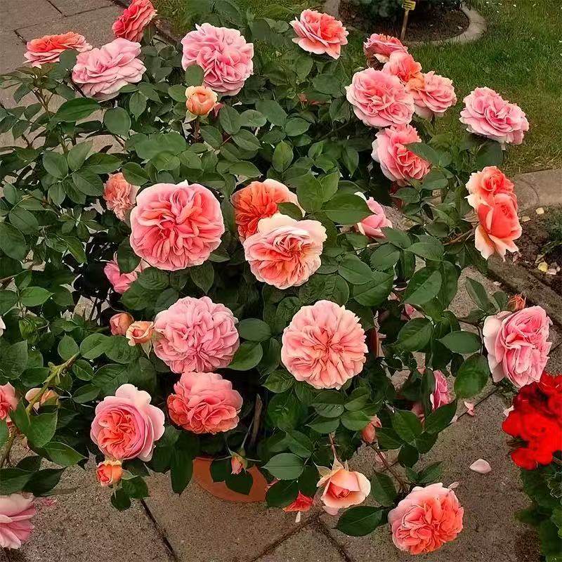 音乐馆  浓香丰花月季庭院阳台花卉观花植可藤可灌盆栽,鲜花速递/花卉仿真/绿植园艺,月季/蔷薇/玫瑰,淘宝优惠券,粉丝福利购,淘宝优惠卷