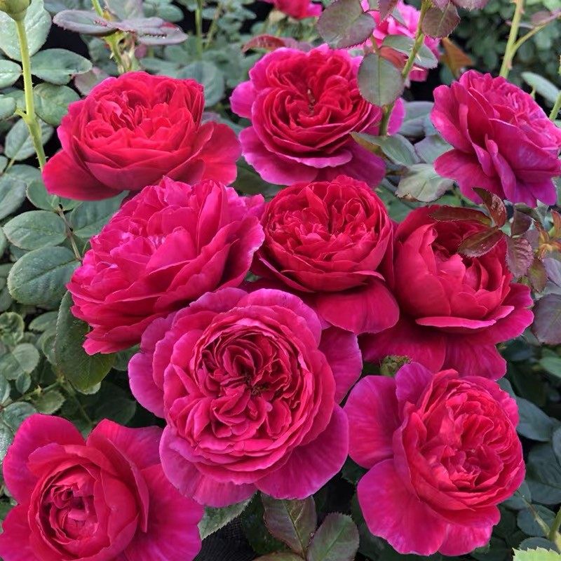 伊芙酒窖 月季大花浓香阳台庭院盆栽多季开营养钵灌木花卉,鲜花速递/花卉仿真/绿植园艺,月季/蔷薇/玫瑰,淘宝优惠券,粉丝福利购,淘宝优惠卷