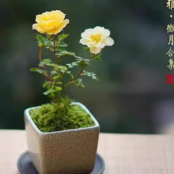 黄金雅 蔷薇姬月季盆栽迷你创意花卉盆栽阳台庭院微型绿植攀援花,鲜花速递/花卉仿真/绿植园艺,月季/蔷薇/玫瑰,淘宝优惠券,粉丝福利购,淘宝优惠卷