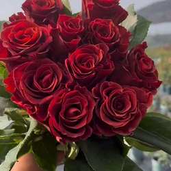 意式咖啡 月季 厄瓜多尔新品切花玫瑰盆栽 庭院阳台花卉多季开花