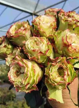 苹果糖  月季花苗绿色大花灌木直立重瓣切花庭院阳台盆栽花卉