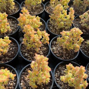 多肉植物米粒枝干番杏糖球肉肉植物办公室桌面超萌肉肉花