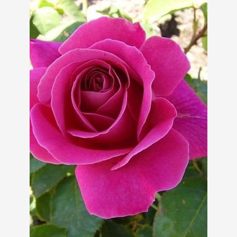 粉和平 国月品种大花月季花苗浓香玫瑰盆栽庭院阳台月季花卉