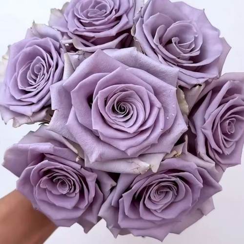 震惊蓝  月季花苗 切花灌木大花直立 勤花 抗病阳台庭院盆栽花卉