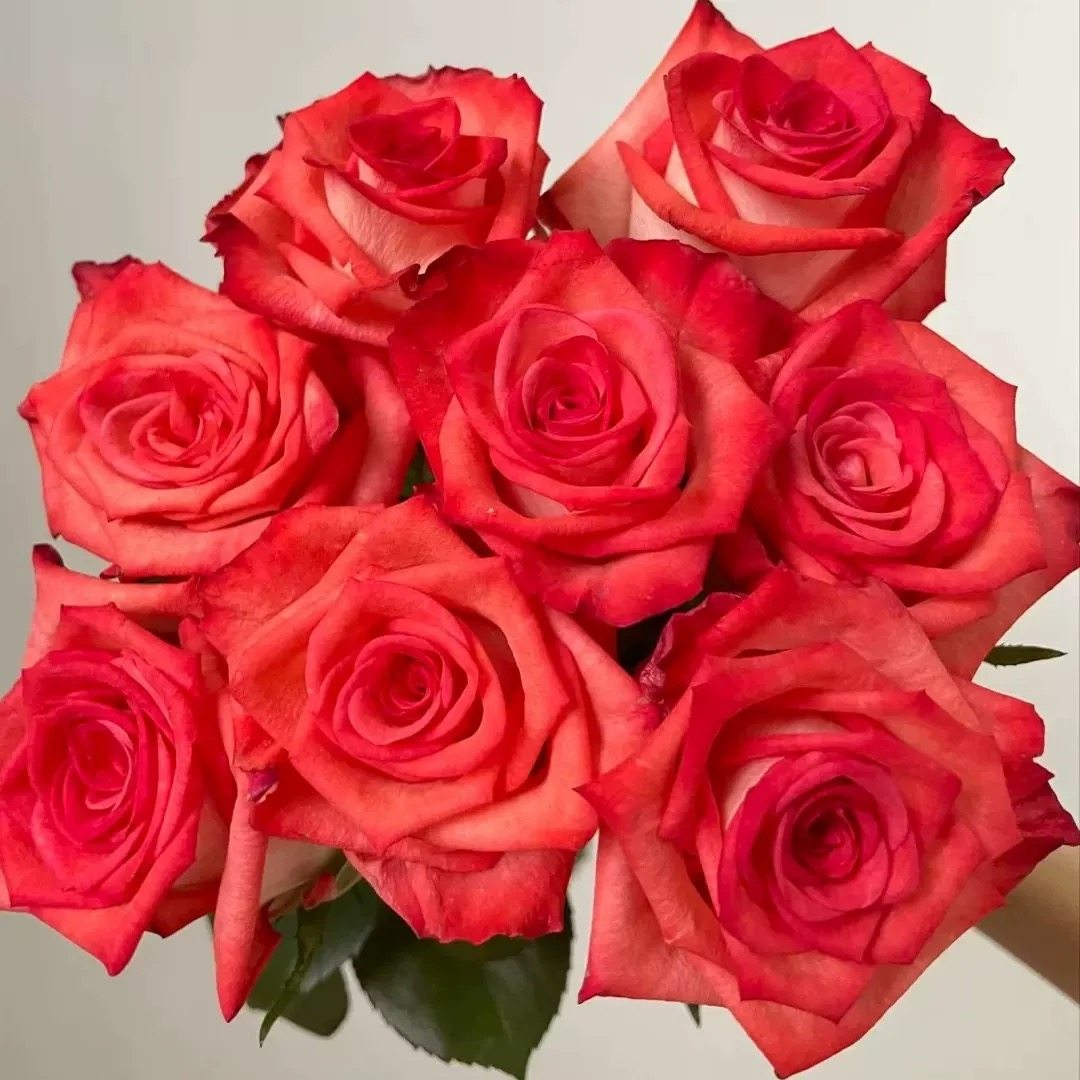 切花胭脂扣 月季花苗肯尼亚复古阳台庭院盆栽勤花植物花卉,鲜花速递/花卉仿真/绿植园艺,月季/蔷薇/玫瑰,淘宝优惠券,粉丝福利购,淘宝优惠卷