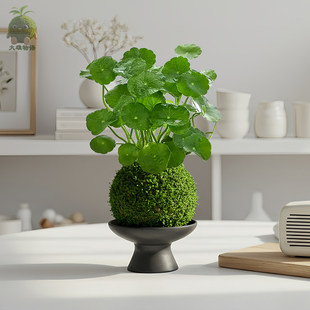 铜钱草苔藓球水培好养室内招财植物桌面小盆栽办公室茶几桌面绿植