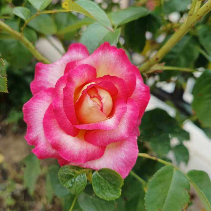 爱与和平/东方快车 月季花苗直立灌木大香抗性阳台庭院盆栽花卉