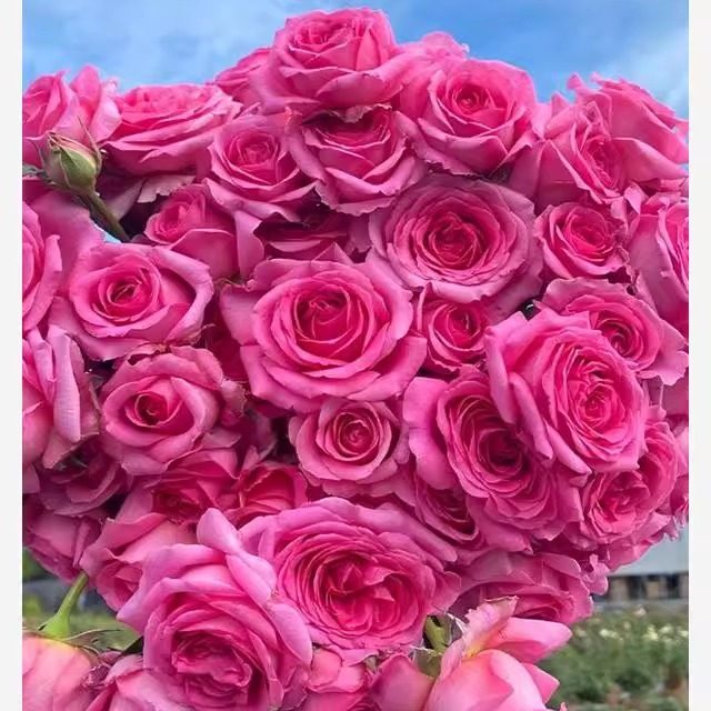 特拉方特   月季花苗 大花浓香 灌木 阳台庭院盆栽植物花卉,鲜花速递/花卉仿真/绿植园艺,月季/蔷薇/玫瑰,淘宝优惠券,粉丝福利购,淘宝优惠卷