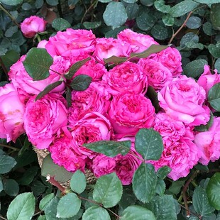 仙王座  月季多季开花净化空气大花浓香勤花阳台庭院盆栽花卉