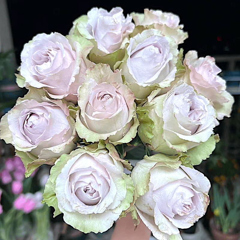 雪之庭 月季花苗 灌木大花勤花 浓香 植物阳台庭院盆栽花卉,鲜花速递/花卉仿真/绿植园艺,月季/蔷薇/玫瑰,淘宝优惠券,粉丝福利购,淘宝优惠卷