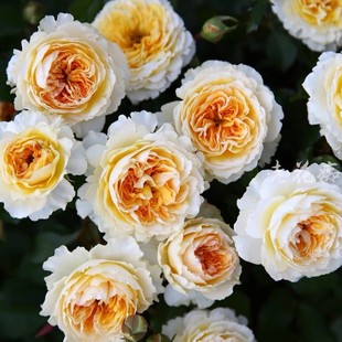 碧翠丝 Beatrice英国奥斯汀切花月季阳台庭院盆栽扦插花卉苗