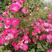 红莲 灌木微型多头庭院盆栽阳台花卉植物 勤花 超微月季 花苗