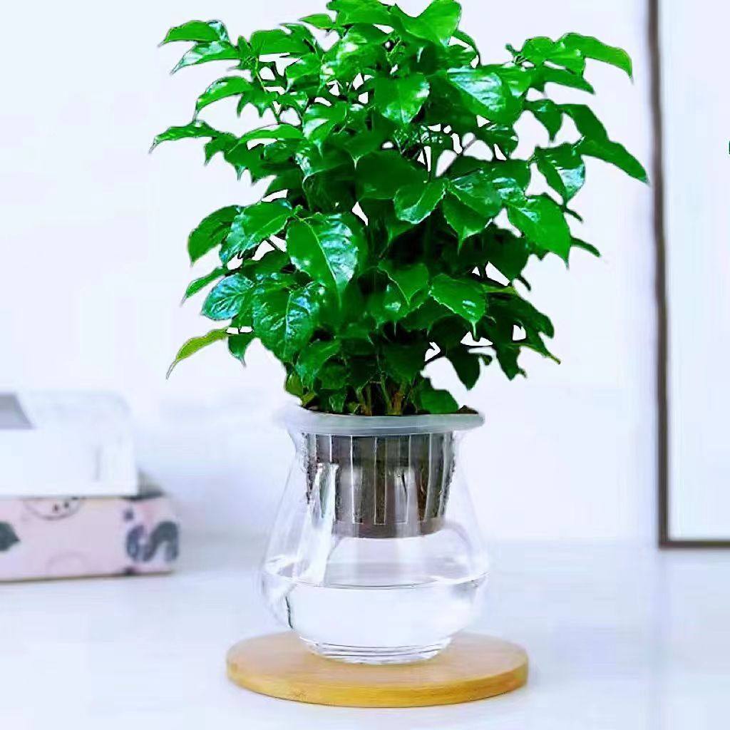 幸福树盆栽室内摆放四季水培懒人植物美化空气吸某醛客厅摆放绿植,鲜花速递/花卉仿真/绿植园艺,造型盆景,淘宝优惠券,粉丝福利购,淘宝优惠卷