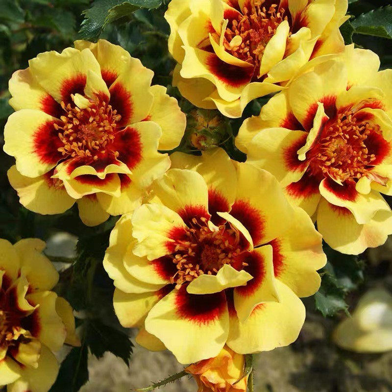 日落巴比伦眼睛月季丰花勤花