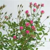 超微 勤花 开花 月季 花苗阳台庭院盆栽花卉扦插微月多季