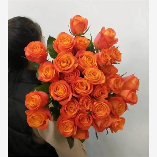 信仰月季花苗耐热耐开盆栽庭院