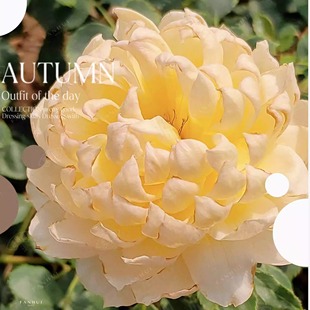 重瓣灌木勤花甜桔香阳台庭院盆栽花卉 花苗 长信宫灯 月季