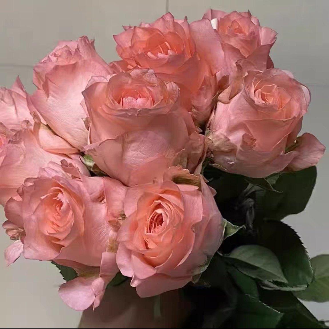 新品 惊喜漩涡 月季花苗 大花灌木直立勤花 粉色 庭院阳台盆栽,鲜花速递/花卉仿真/绿植园艺,月季/蔷薇/玫瑰,淘宝优惠券,粉丝福利购,淘宝优惠卷