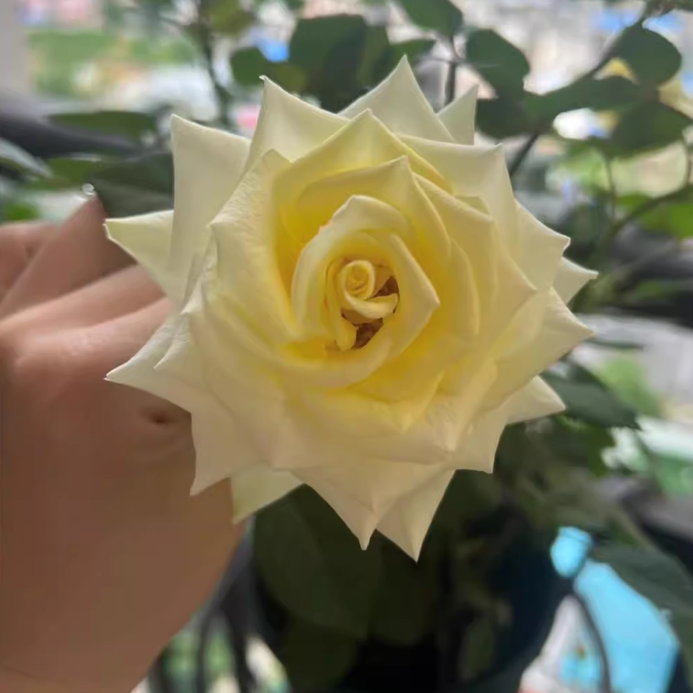 绿苹果/苹果绿  月季花苗切花玫瑰庭院阳台盆栽绿植直立性好花卉