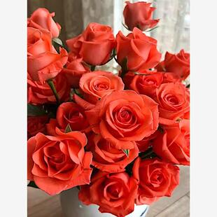 影星 阳台盆栽月季庭院地栽耐旱耐寒抗病勤花切花花卉