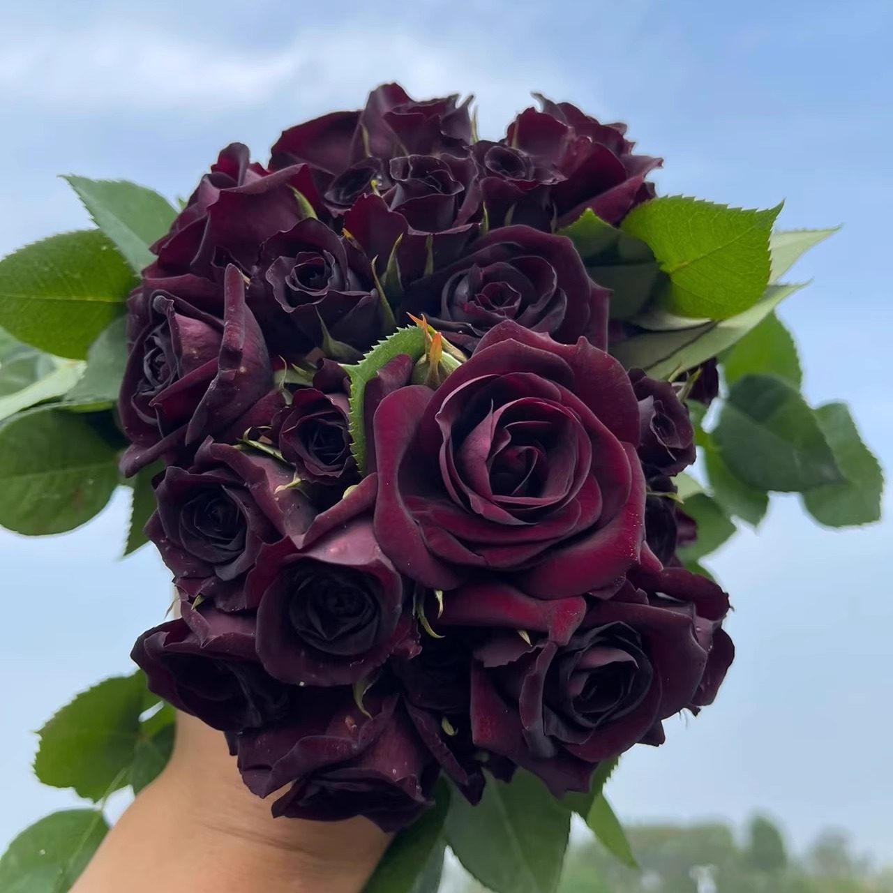 路易十四  月季花苗灌木欧月浓香月季 勤花庭院阳台盆栽植物花卉,鲜花速递/花卉仿真/绿植园艺,月季/蔷薇/玫瑰,淘宝优惠券,粉丝福利购,淘宝优惠卷