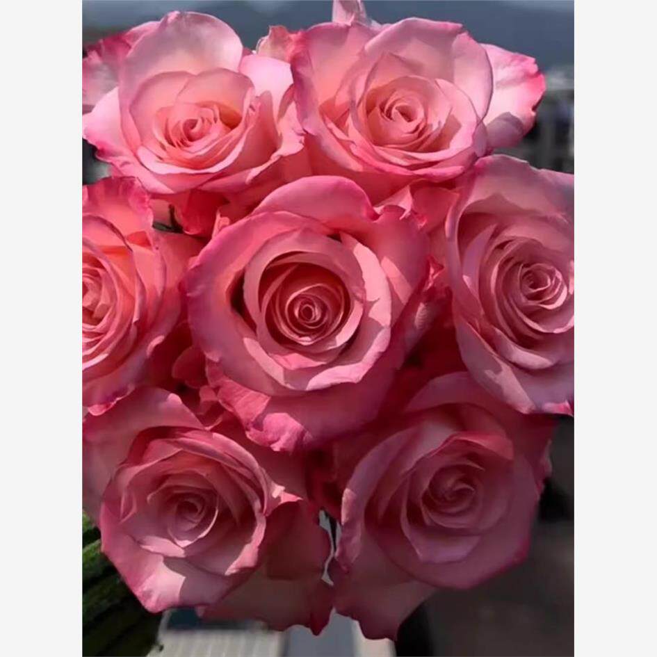 罗斯林/爱的呼吸 月季厄瓜多尔玫瑰大花直立盆栽阳台庭院花卉
