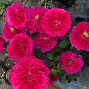 榴花秋舞 月季花苗微型灌木多头勤花 阳台庭院盆栽花卉