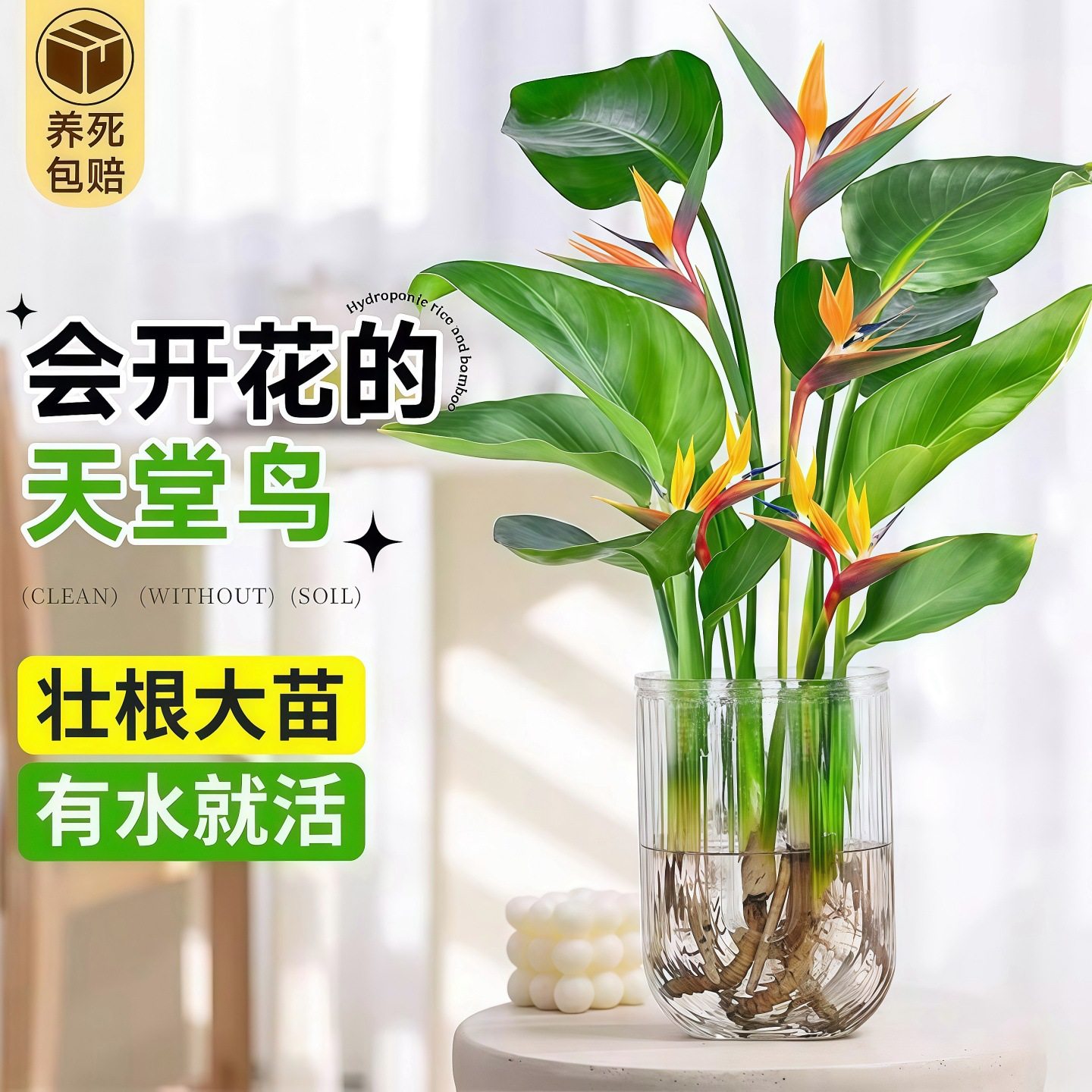 水培植物天堂鸟绿植盆栽花卉植物室内客厅无土水培龟背竹四季常绿,鲜花速递/花卉仿真/绿植园艺,造型盆景,淘宝优惠券,粉丝福利购,淘宝优惠卷