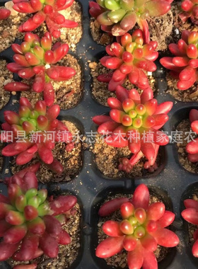 虹之玉虹之玉锦多头小老桩3-4cmCM单株多肉植物多肉植物 组合拼盘