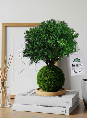 【放轻松】雾松苔藓球客厅办公室苔玉桌面绿植小摆件植物好养盆栽