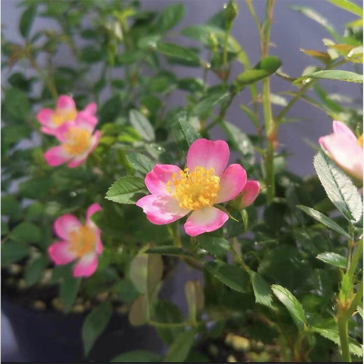 菜菜子 姬月季蔷薇超微微月庭院盆栽阳台好养花卉,鲜花速递/花卉仿真/绿植园艺,月季/蔷薇/玫瑰,淘宝优惠券,粉丝福利购,淘宝优惠卷