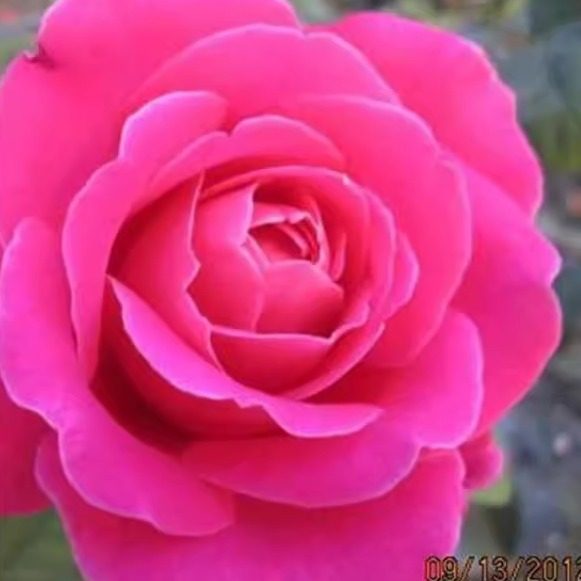 粉和平  国月品种大花月季花苗 浓浓的香 阳台庭院盆栽花卉