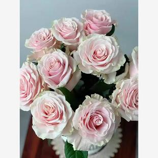 直立勤花 梦迪尔 切花玫瑰 灌木大花 抗病阳台庭院盆栽花卉 月季