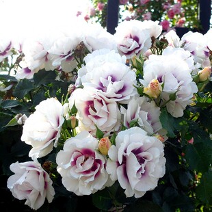 你的眼睛/万众瞩目 阳台庭院月季花苗丰花勤花覆色灌木盆栽