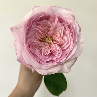 大花灌木重瓣直立切花庭院阳台盆栽花卉 花苗 五号香水 月季