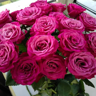 蓝调 花苗紫色灌木大花庭院阳台盆栽开花植物花苗玫瑰花卉 月季