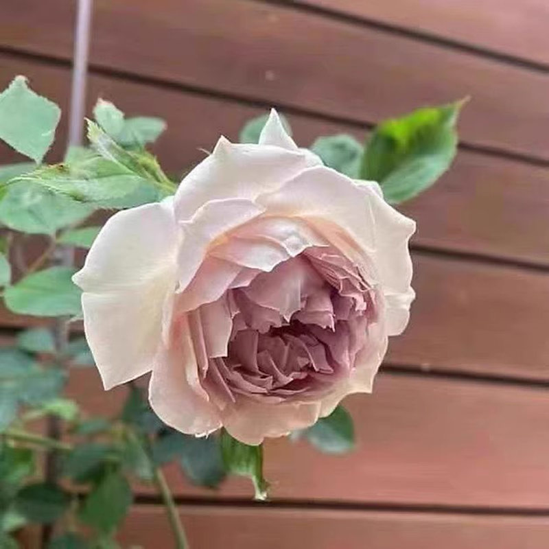 长袍娃娃/金色礼服 月季花苗 河本纯子爬藤可灌 软细枝 大花浓香