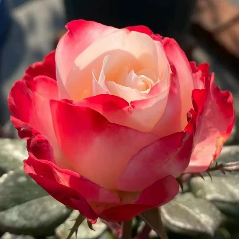 思乡/乡愁  德国丹陶月季花苗浓香庭院阳台盆栽花卉