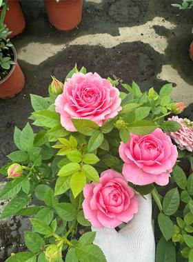 淑女 月季花苗多季开花灌木绿植花卉庭院阳台盆栽耐热耐寒