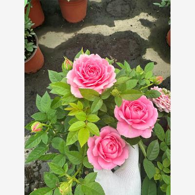 淑女 月季花苗多季开花灌木绿植花卉庭院阳台盆栽耐热耐寒