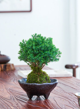 雾松盆栽小雾凇苔藓球水培植物室内绿植办公室客厅桌面小盆景花卉