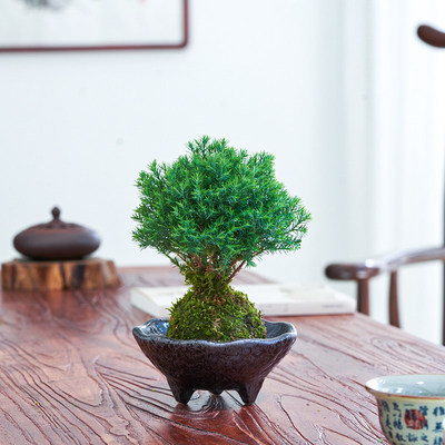 雾松盆栽小雾凇苔藓球水培植物室内绿植办公室客厅桌面小盆景花卉