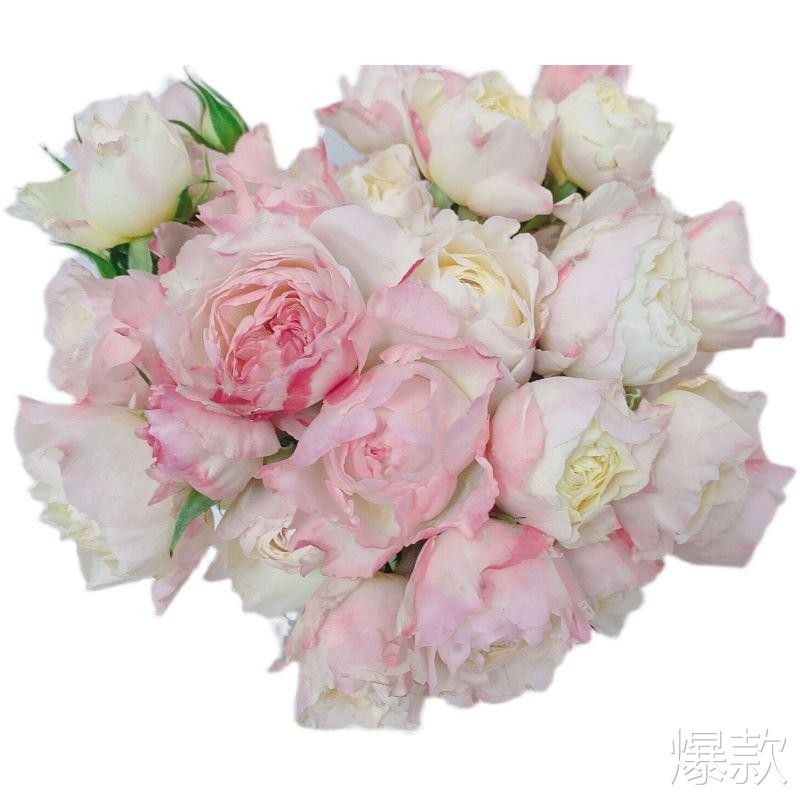 肯尼亚月季苗大花勤花阳台盆栽