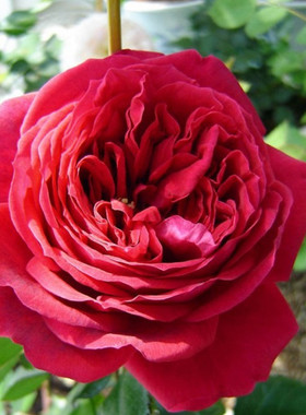 皇家胭脂香水 月季花苗阳台庭院大花盆栽暗红色包子浓香花卉