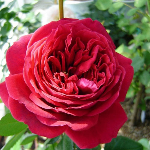 皇家胭脂香水 月季花苗阳台庭院大花玫瑰盆栽暗红色包子浓香花卉