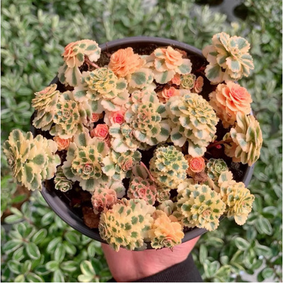 多肉植物亚特兰蒂斯小群新品高级