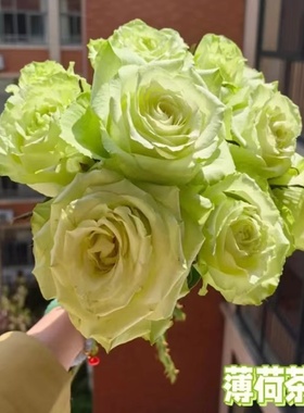 薄荷茶 肯尼亚盆栽切花月季多季直立绿色灌木庭院阳台花卉