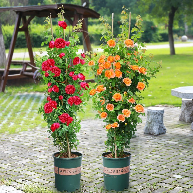 藤本月季花苗大花庭院植物玫瑰花卉盆栽浓香阳台蔷薇爬藤攀援